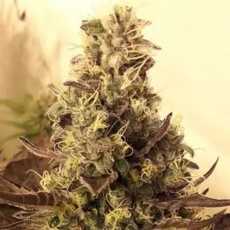 Cali Cookies cannabis seeds