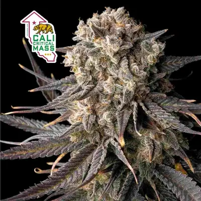 Cali Critical Mass cannabis seeds