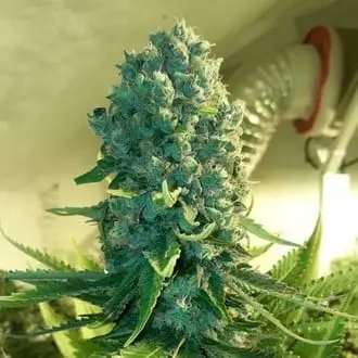 Cali Dream cannabis seeds