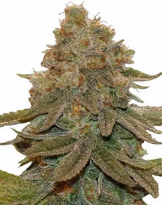Cali Kush cannabis seeds
