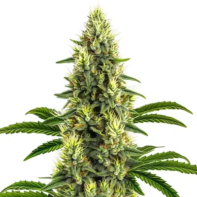 California Dream cannabis seeds