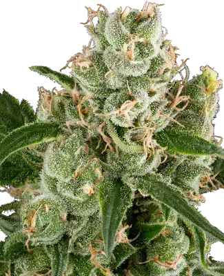 California Haze cannabis seeds
