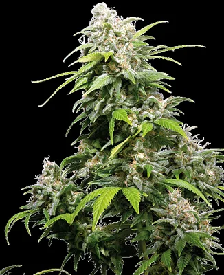 California Indica cannabis seeds