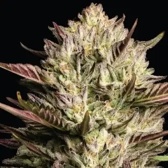 California Octane Triploid cannabis seeds by Humboldt Seed Company