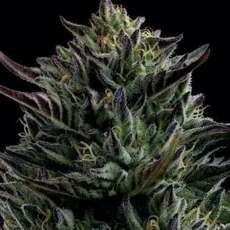 California Octane cannabis seeds