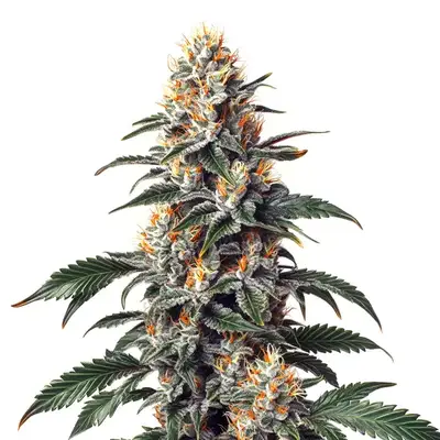 California Orange x Skunk cannabis seeds