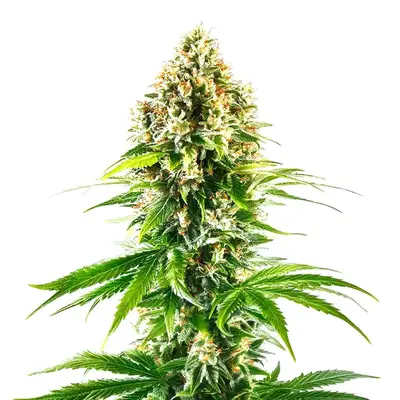 California Orange cannabis seeds