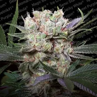 Californian Gold cannabis seeds