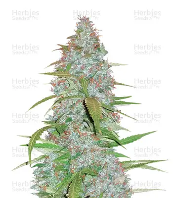 Californian Snow cannabis seeds