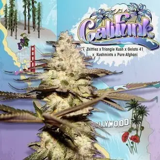 CaliFunk cannabis seeds by T.H. Seeds