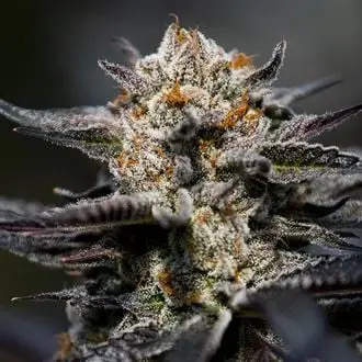 Calypso Sunrocks cannabis seeds