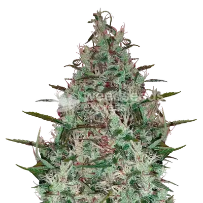 Canadian Haze cannabis seeds