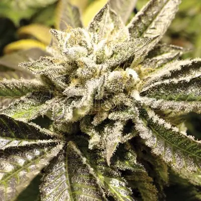 Canadian Kush cannabis seeds