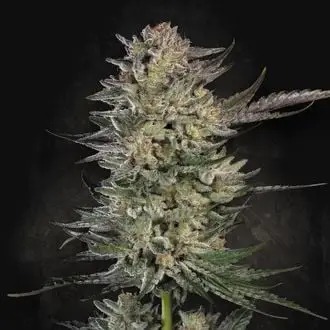Candy Breath cannabis seeds by Paradise Seeds