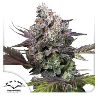 Candy Bubatz XL cannabis seeds by Dutch Passion