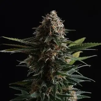 Candy Cream Go Fast cannabis seeds by Kannabia