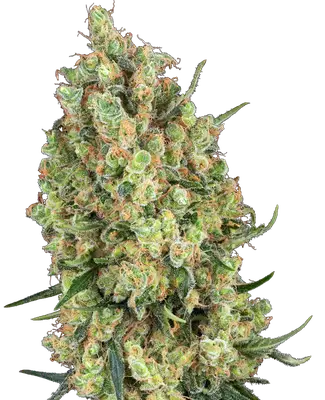 Candy Hash cannabis seeds