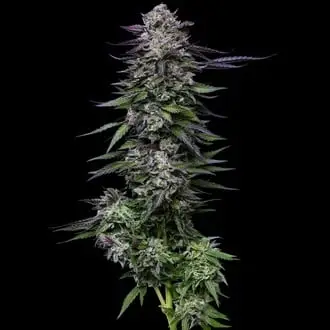 Candy Hustle cannabis seeds by Humboldt Seed Company