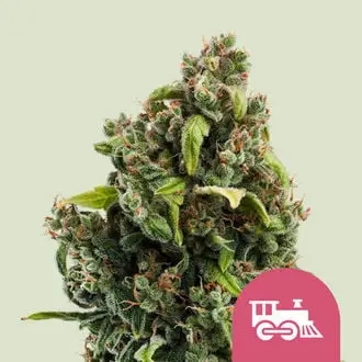 Candy Kush Express - Fast Flowering cannabis seeds