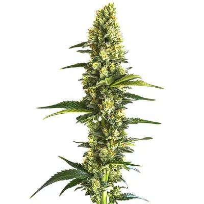 Candy Kush Fast Version cannabis seeds