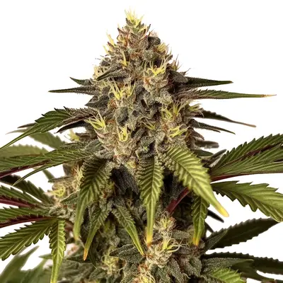 Candy Kush x Do-Si-Dos cannabis seeds by Blimburn Seeds