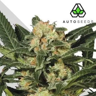 Candy Kush cannabis seeds by Auto Seeds
