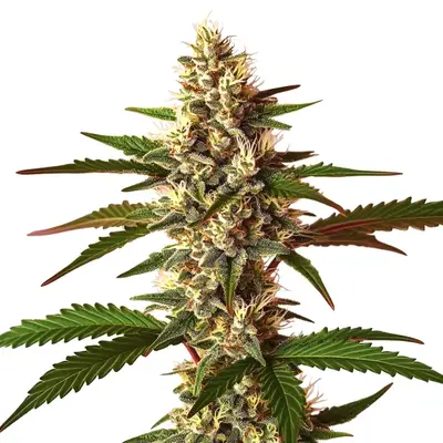 Candy Punch cannabis seeds