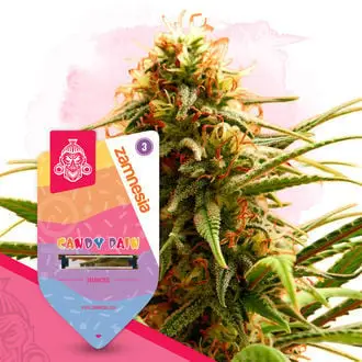Candy Rain cannabis seeds by Zamnesia Seeds