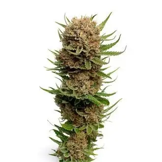 Candyfloss cannabis seeds by Amsterdam Genetics