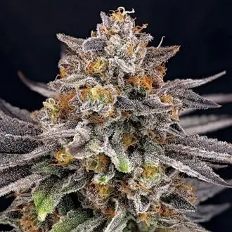 CandyGaz cannabis seeds by Ripper Seeds