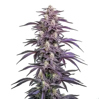 Candyland Peyote cannabis seeds by Blimburn Seeds