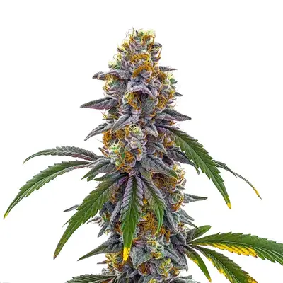 Candyland cannabis seeds by Blimburn Seeds