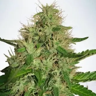 Cannabis Light cannabis seeds