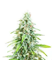 Cannatonic CBD cannabis seeds