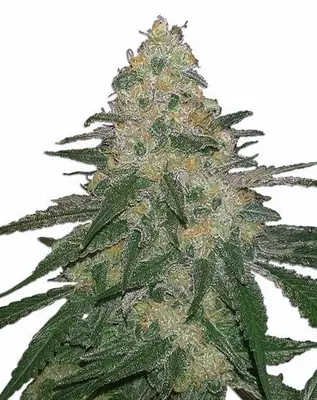 Cannatonic cannabis seeds