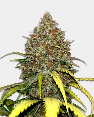 Cap Junky cannabis seeds