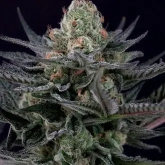 Caramba cannabis seeds by Paradise Seeds