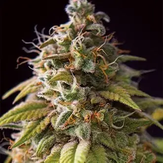 Caramel Monster cannabis seeds by Vision Seeds
