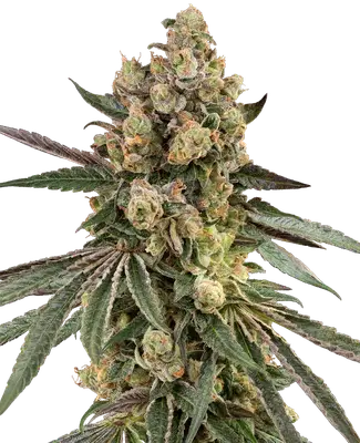 Caramel Pineapple cannabis seeds