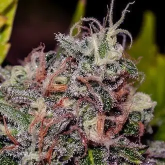 Caramelice cannabis seeds by Positronics Seeds