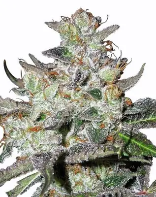 Caramelicious cannabis seeds
