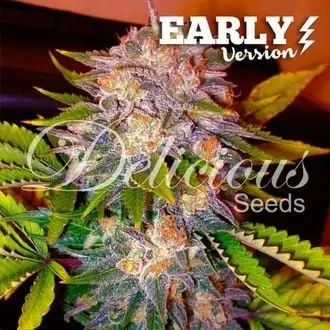 Caramelo - Early Version cannabis seeds