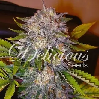 Caramelo cannabis seeds by Delicious Seeds
