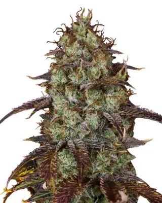 Carbon Fiber cannabis seeds