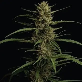 Caribbean Queen cannabis seeds by Humboldt Seed Company