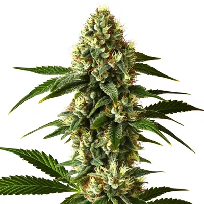 Carmen 2.0 Fast Version cannabis seeds