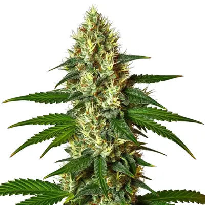 Carmen 2.0 cannabis seeds by Blimburn Seeds
