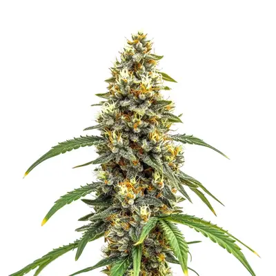 Carmen x Durban Poison cannabis seeds