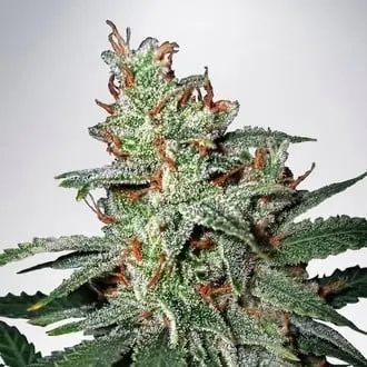 Carnival cannabis seeds by Ministry of Cannabis