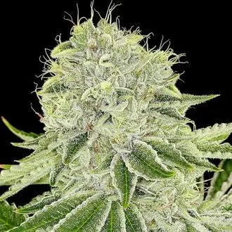 Cash Cow cannabis seeds